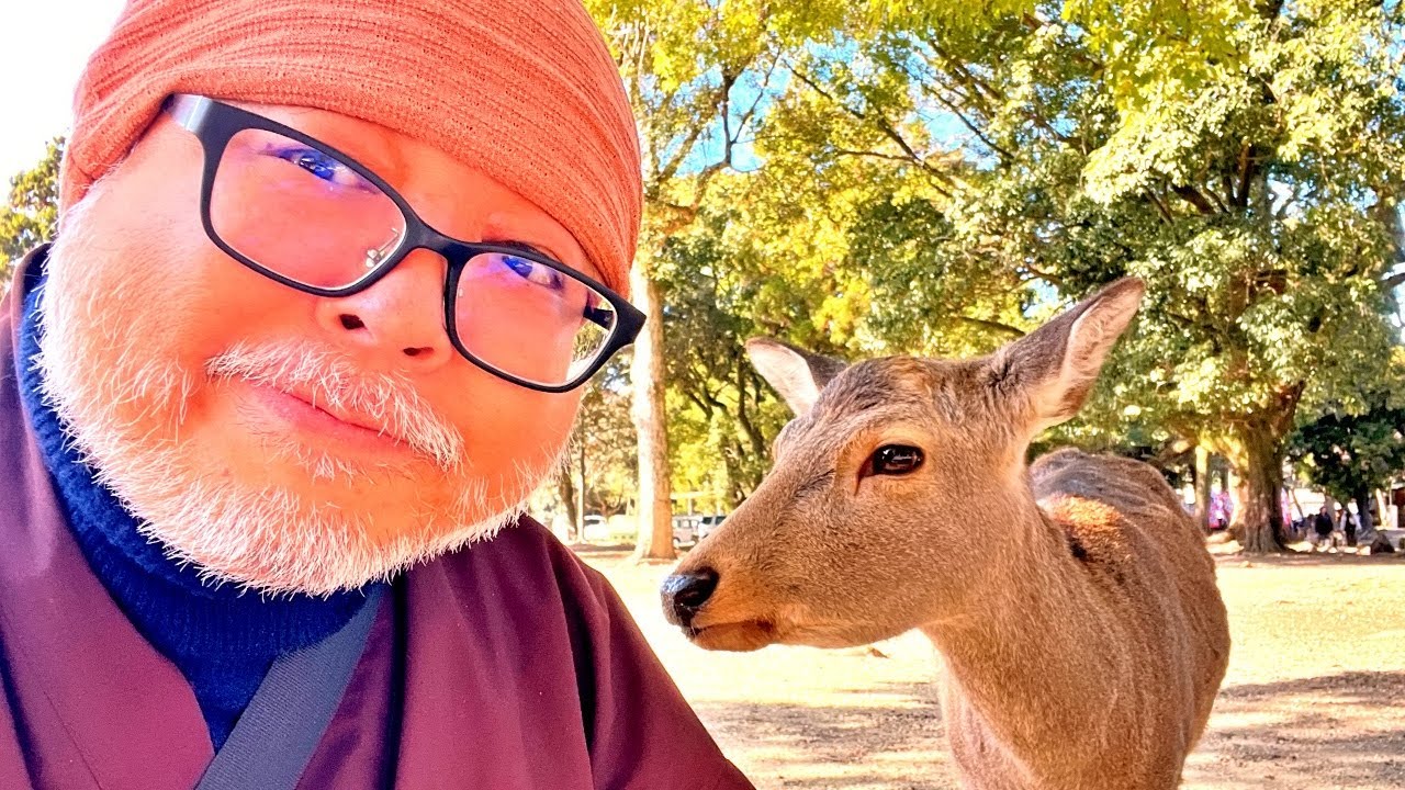 【Nara】Nara Park Still Busy Despite Fewer Chinese Tourists