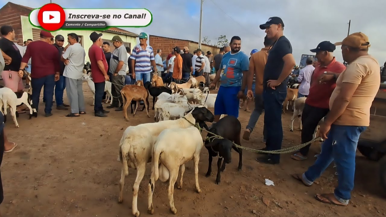 FEIRA DE CAPRINOS E OVINOS EM: ARARA-PB!!! 09/02/2026 📹🏜🤠