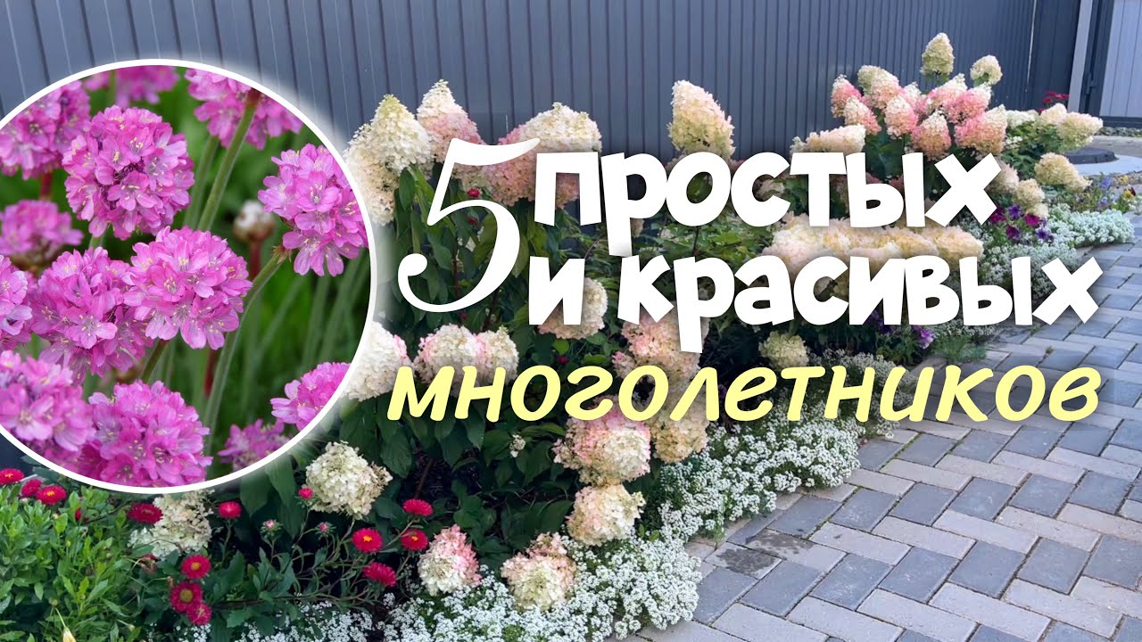 5 ПРОСТЫХ И КРАСИВЫХ МНОГОЛЕТНИКОВ ДЛЯ ВАШЕГО САДА
