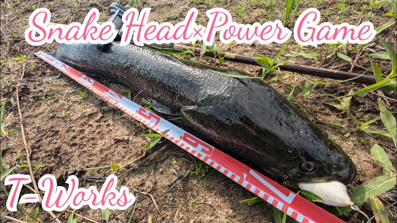 真夏の雷魚ゲーム！ Snakehead×Powergame 雷魚with Fenwick #Fenwick #ParadiseCreek #Abu  #Ambassador5600C #赤ベロ
