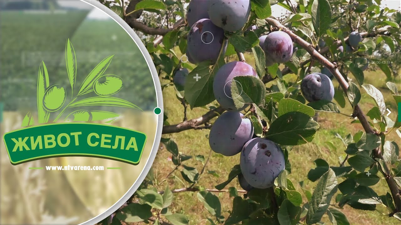 Rodna godina na Majevici: U jeku berba šljive, da li će cijena pokriti troškove?