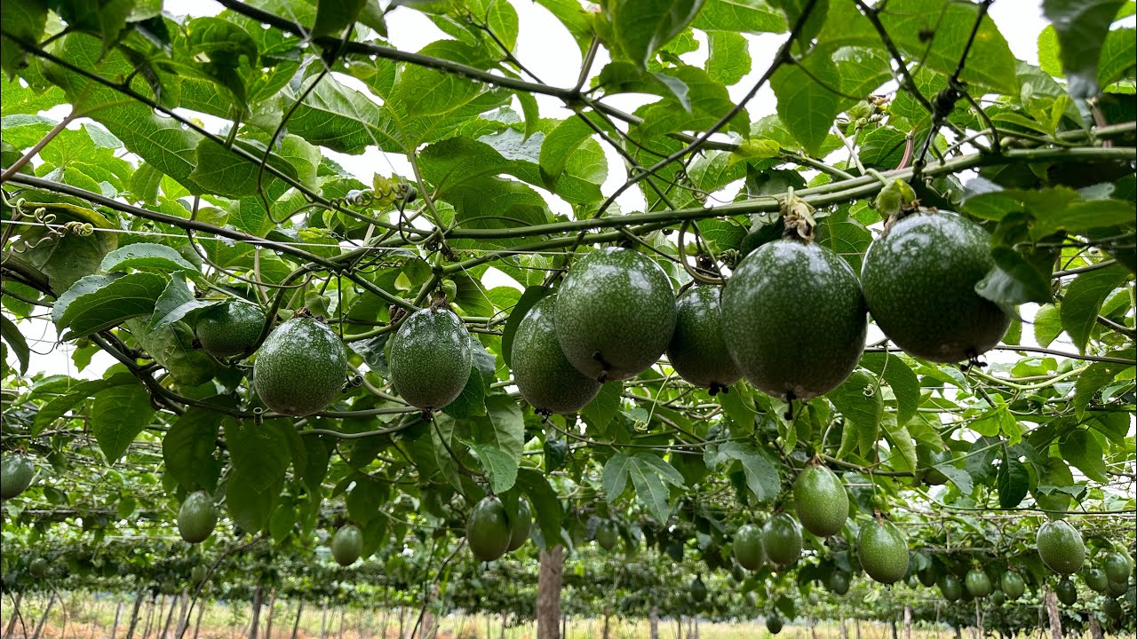 Estimulación floral  en Maracuyá. Floral stimulation in passion fruit. estimulação floral