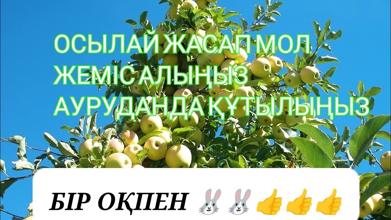 ЖАПЫРАҚТАН АЗЫҚТАНДЫРУ.КЕРЕМЕТ НӘТИЖЕ👍👍УНИВЕРСАЛ Тыңайтқыш.