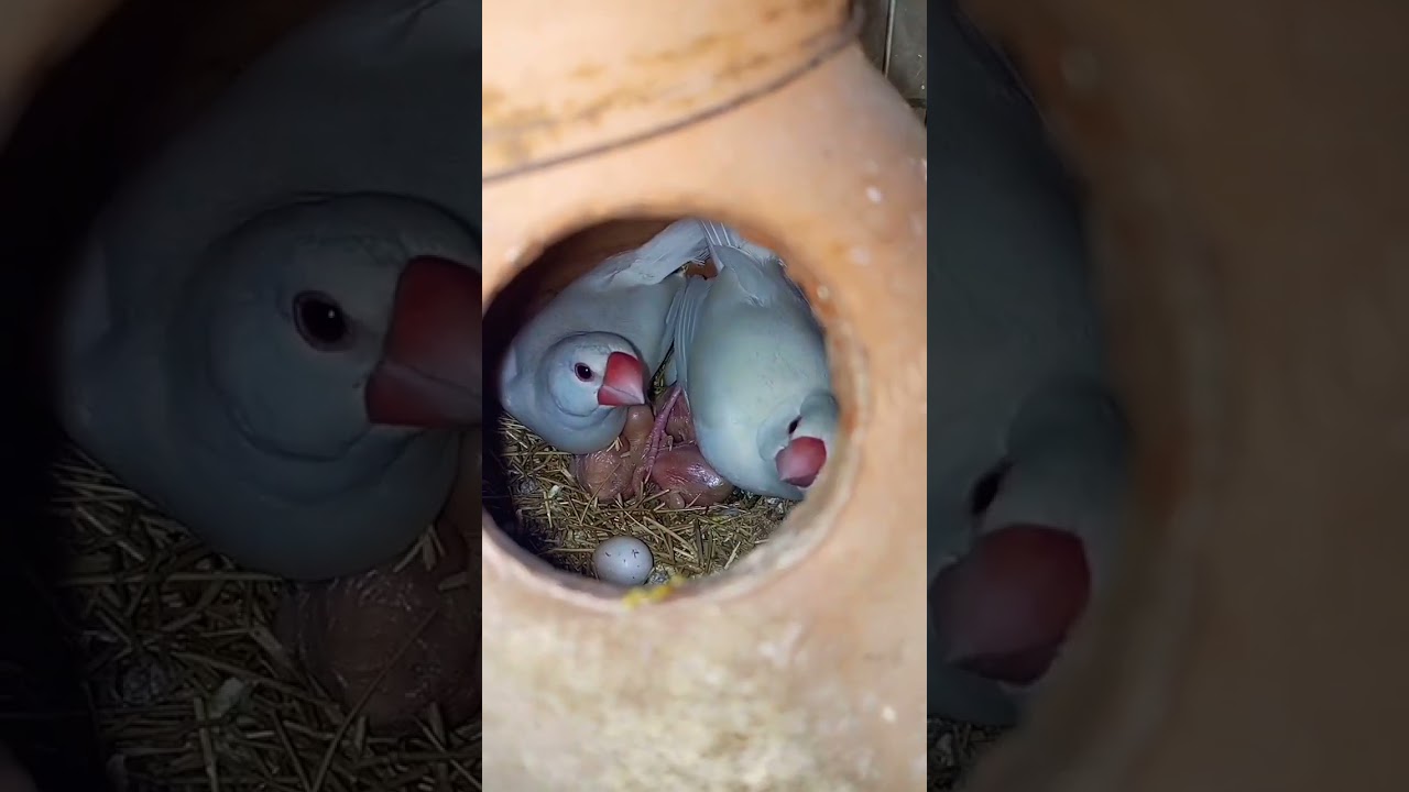 java sparrow 🕊️ breeding season progress #youtube #subscribe #youtubeshorts #viral #java