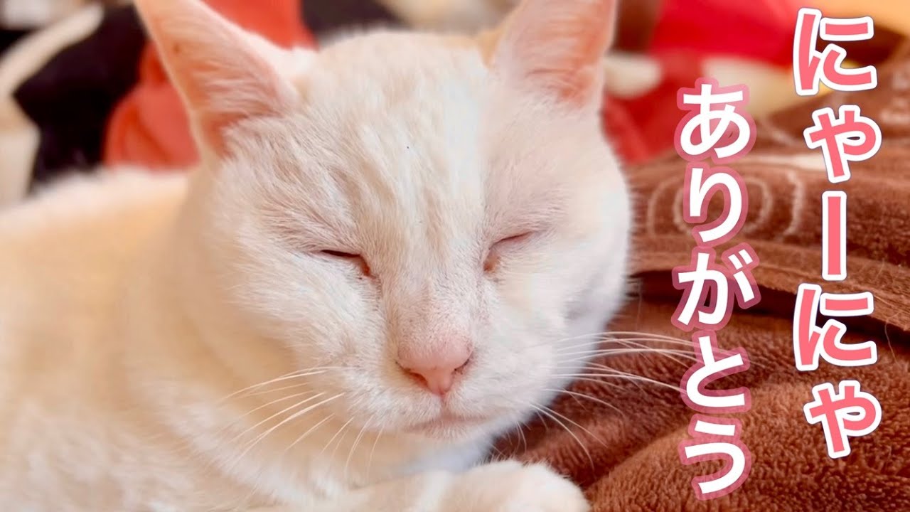 【ご報告】にゃーにゃさんが、お空へ旅立っていきました。