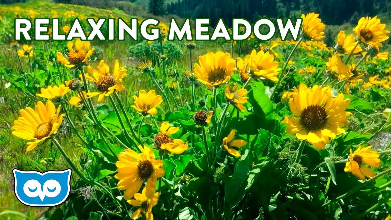 Relaxing Spring Meadow Ambience - 2 Hours Ambient Nature Sounds for Calming & Focus