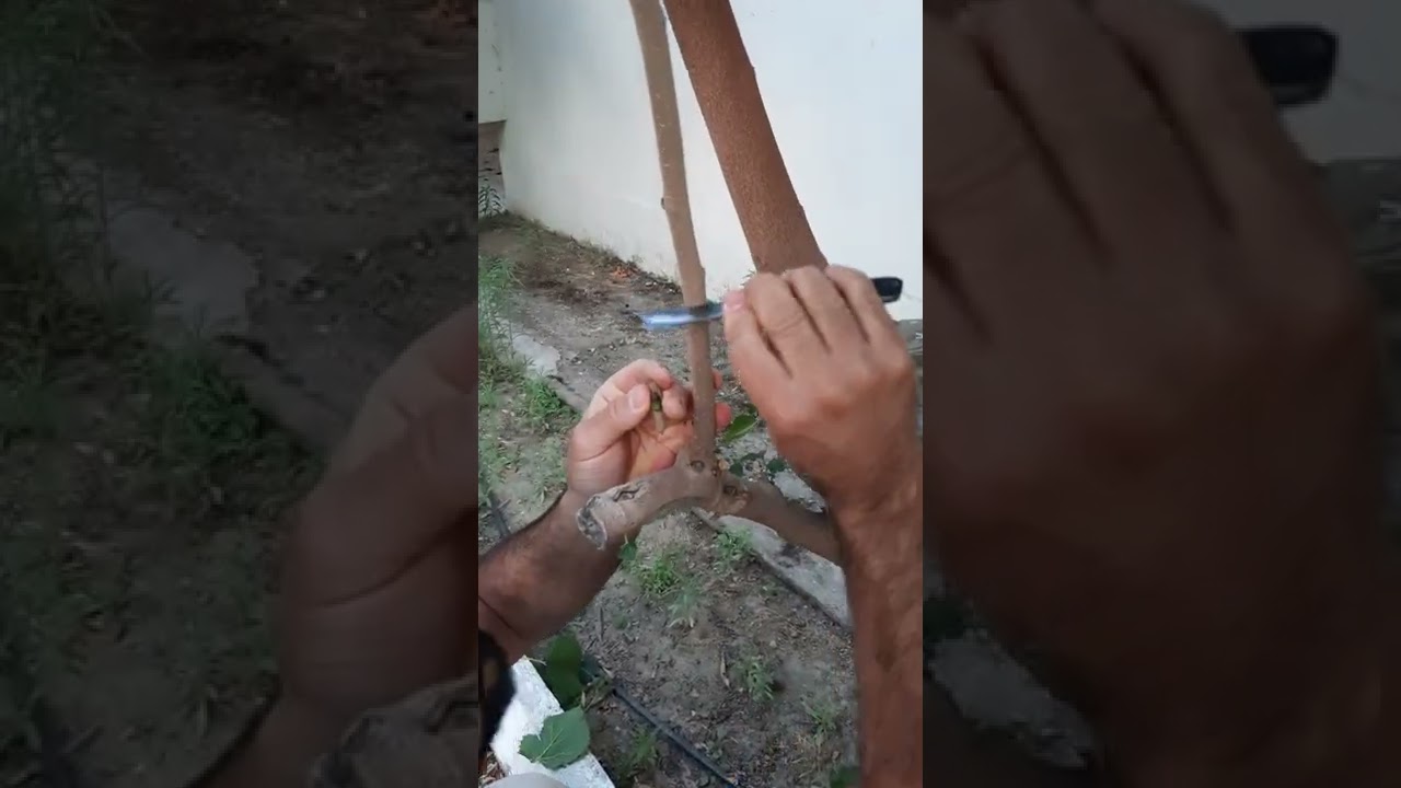 ekşi kara dut g&ouml;z aşısı yapılışı