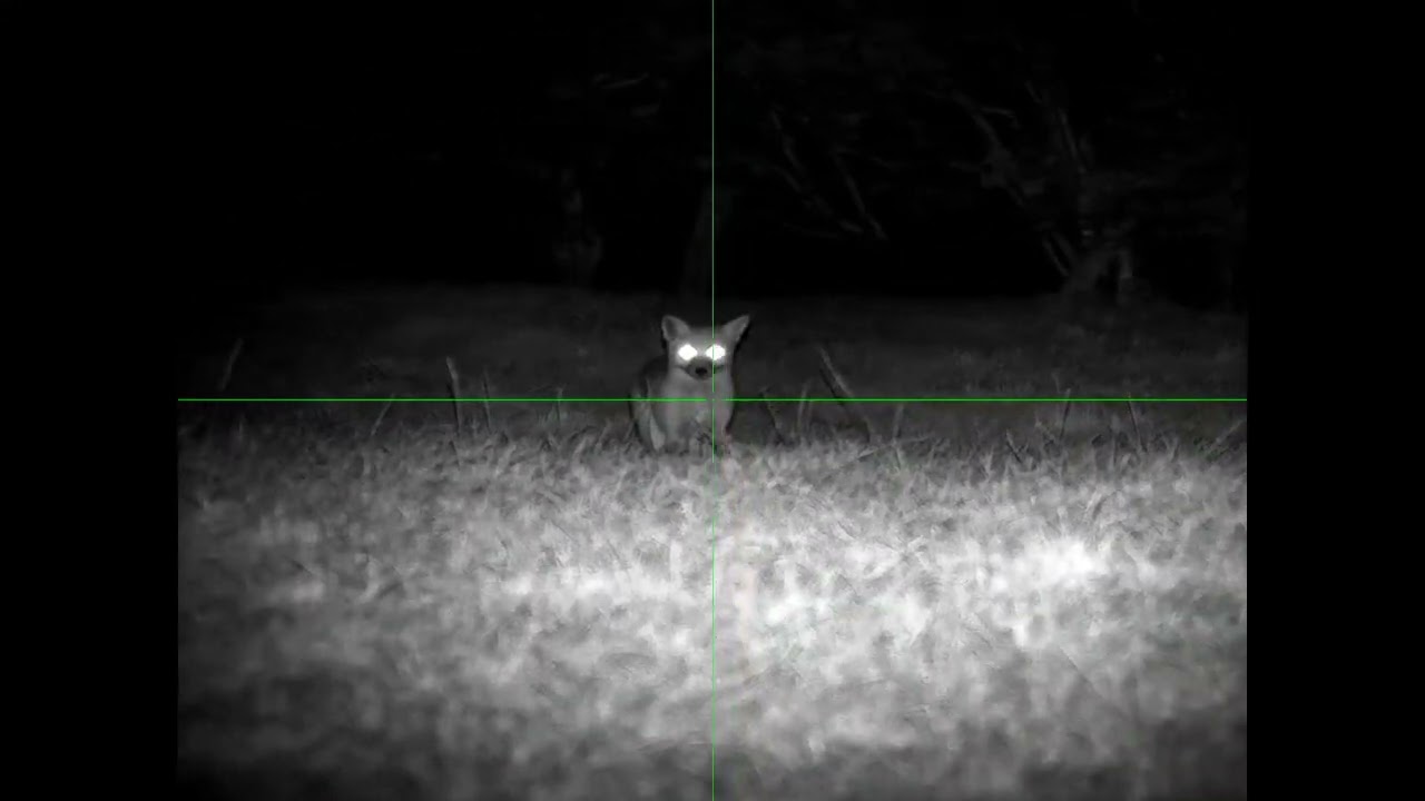 FOX SHOOTING UK