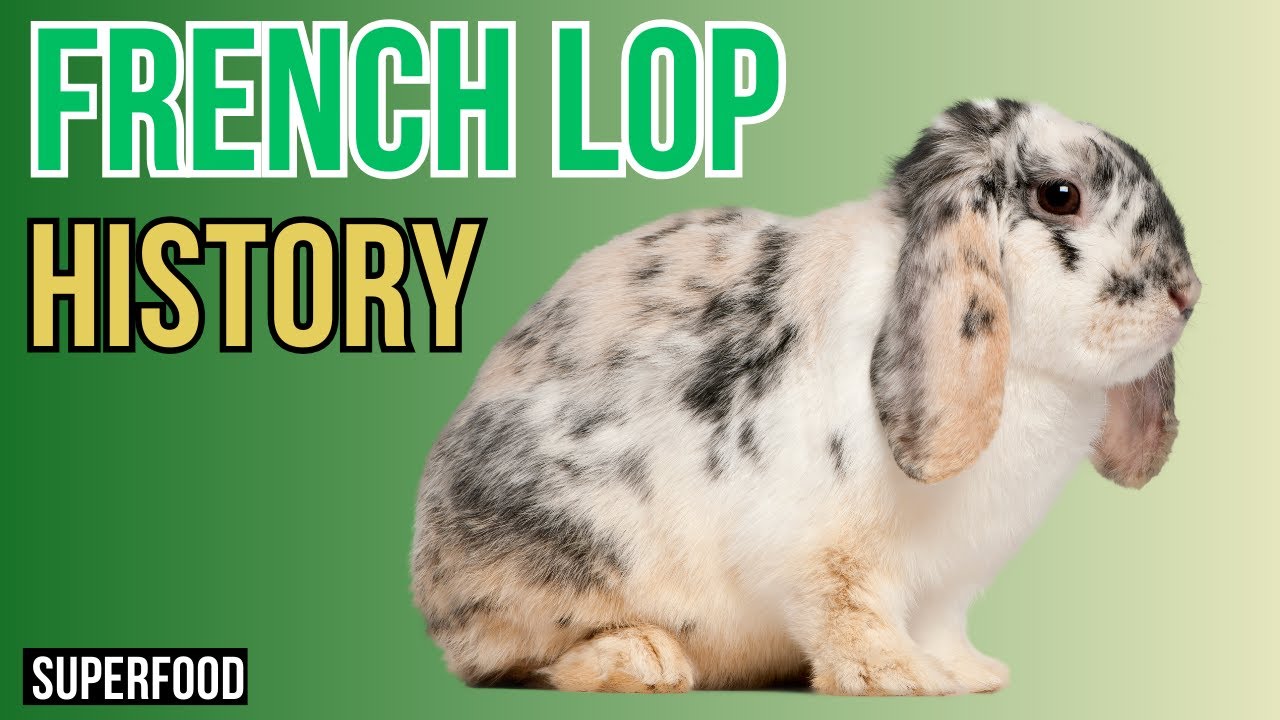 Unraveling the History of French Lop Rabbit