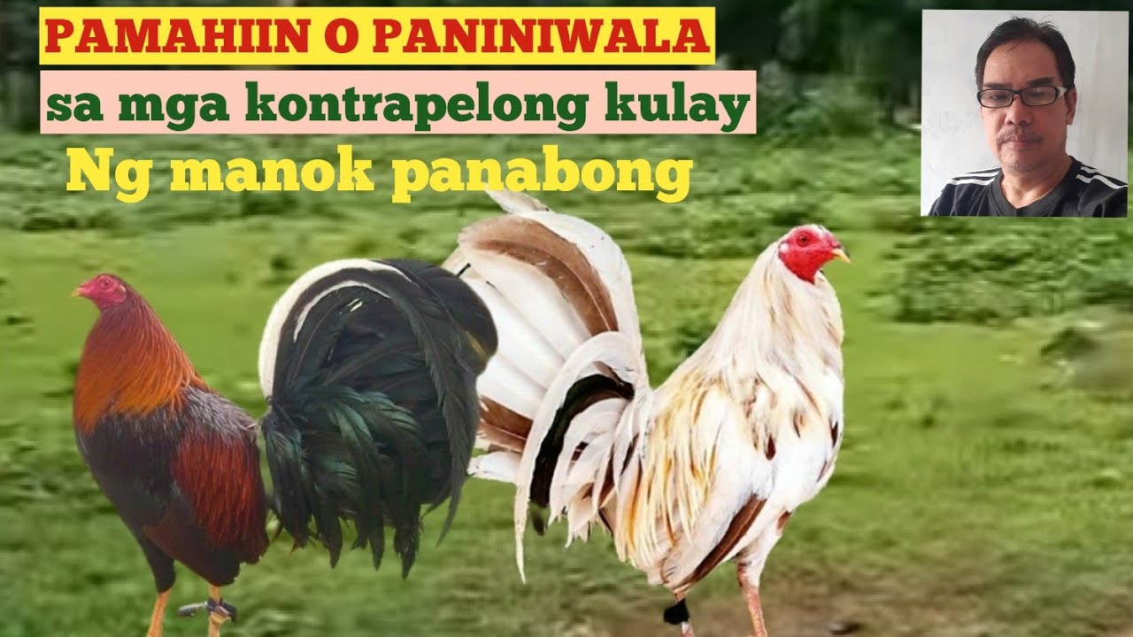 PAMAHIIN O PANINIWALA SA MGA KONTRAPELONG KULAY NG MANOK PANABONG