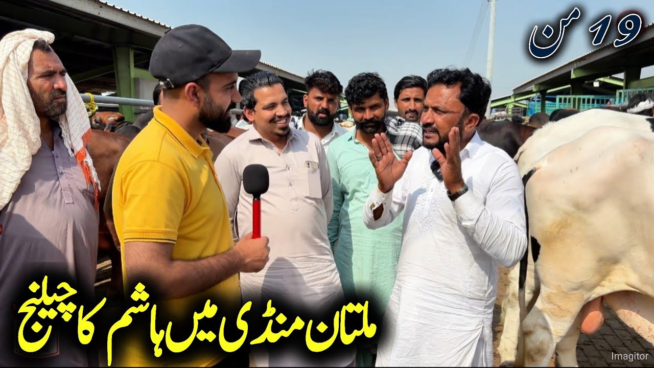 Хашим Мултан Манди 2026 - Курбани 2026 Живой торг Мултан Манди Часть 2 - Корова Манди 2026