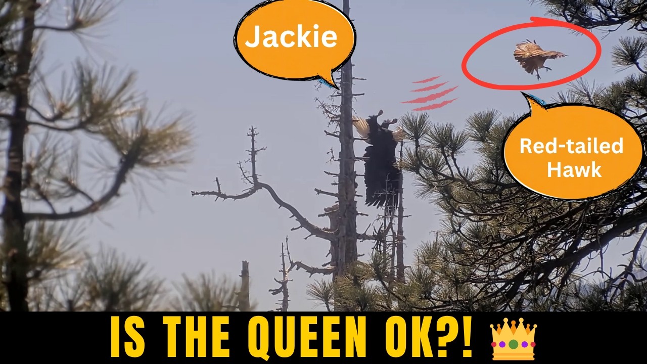 RED-TAILED HAWK STRAFES JACKIE! ⚔️ FIERCE AERIAL BATTLE! IS THE QUEEN OK?! Big Bear FOBBVCAM 5.2.26