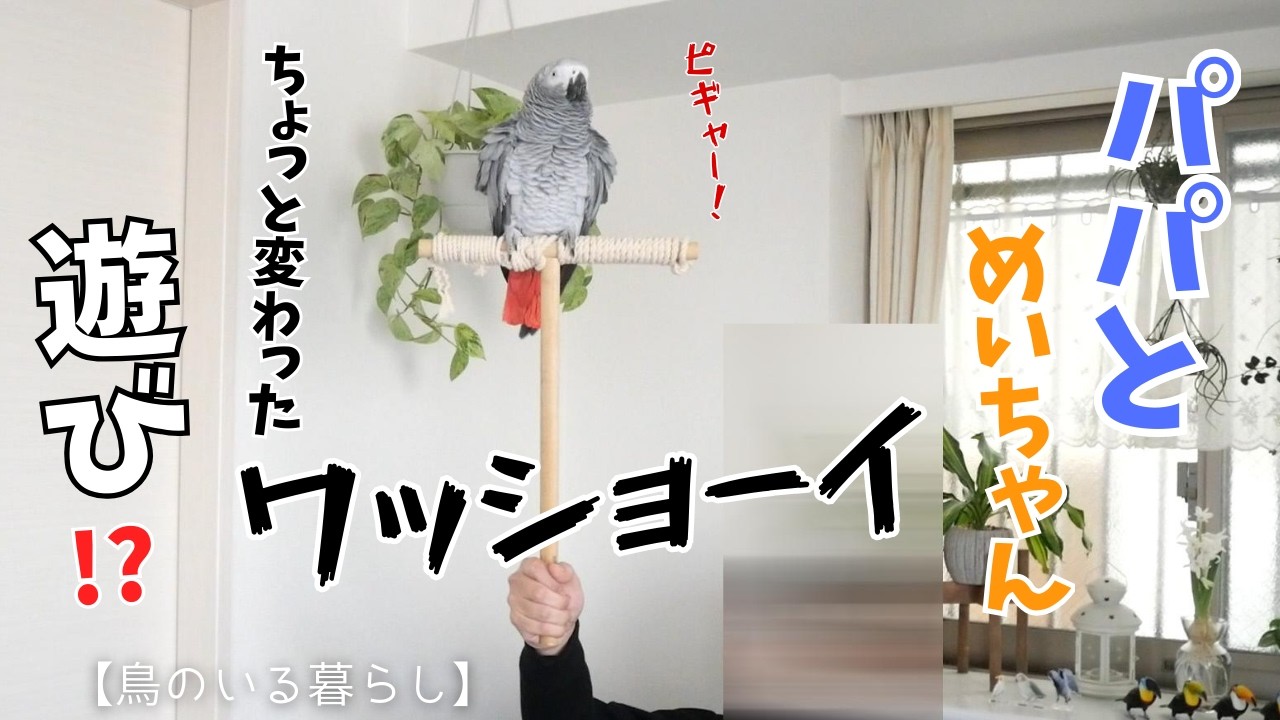 【パパとヨウム】２人のちょっと変わった遊びと鳥さんごはん開封【鳥のいる暮らし】