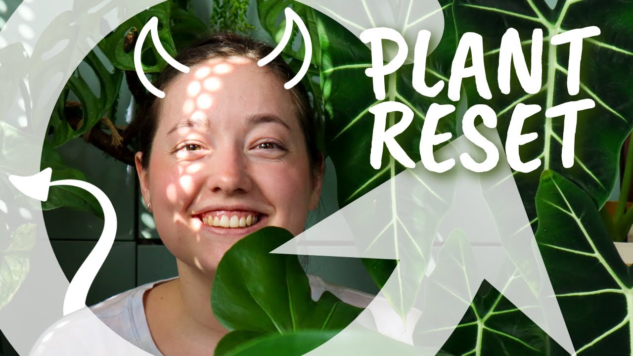 PLANT RESET | Restarting my Monstera, Philodendron & Scindapsus