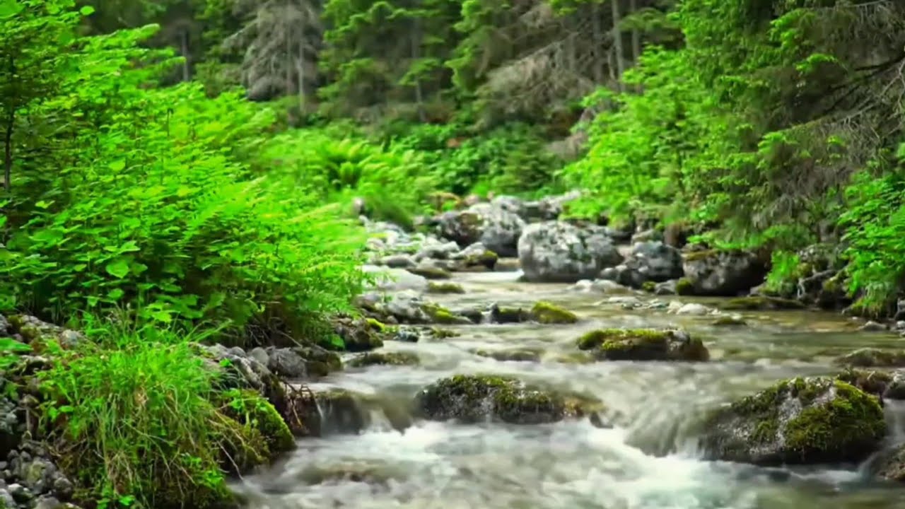 Melody of the Forest, Pleasant Sound of a Flowing Stream, the Whispers of Small Birds