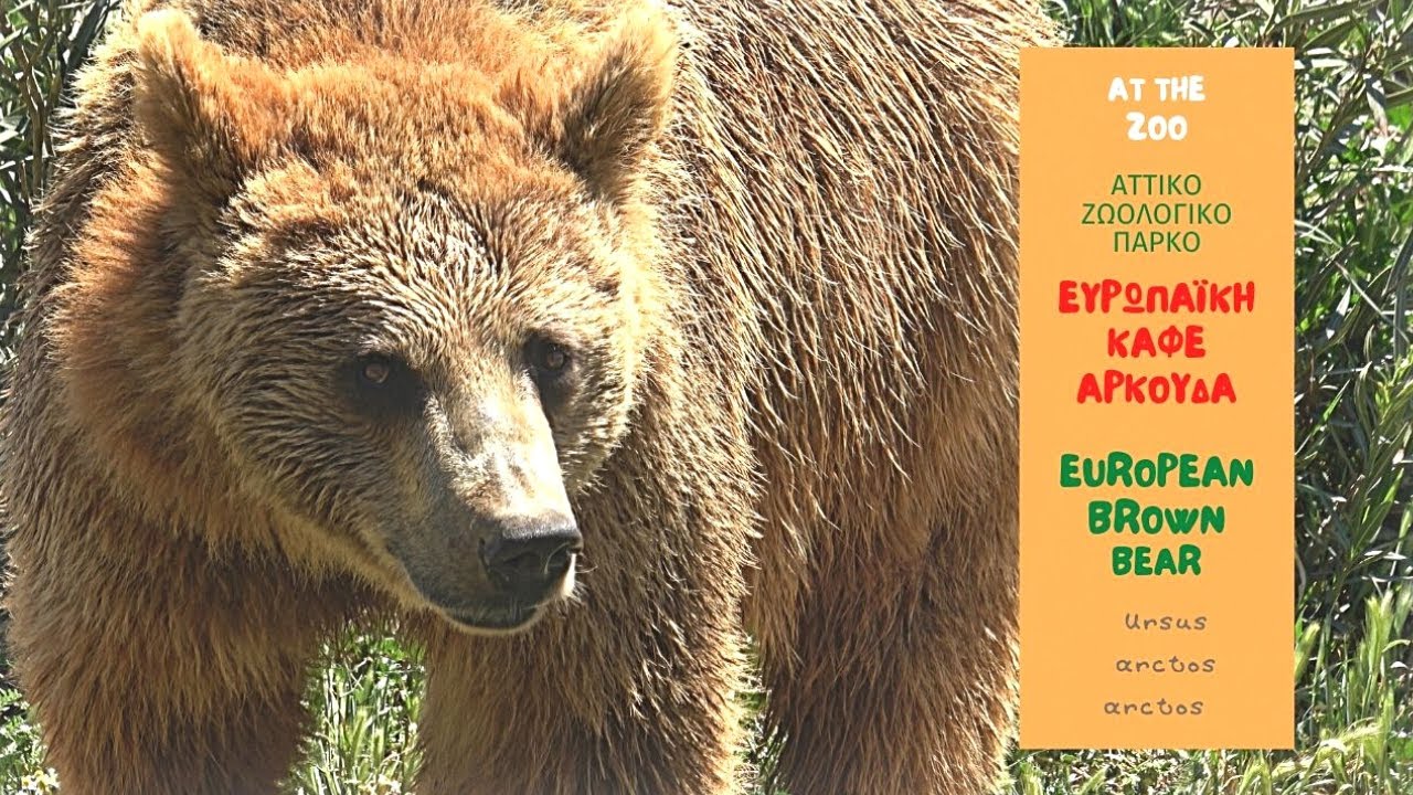 ΚΑΦΕ ΑΡΚΟΥΔΑ Αττικό Ζωολογικό Πάρκο / BROWN BEAR (Ursus arctos arctos) Attica Park (4K) English sub
