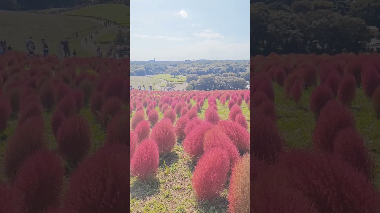掃帚草波斯菊