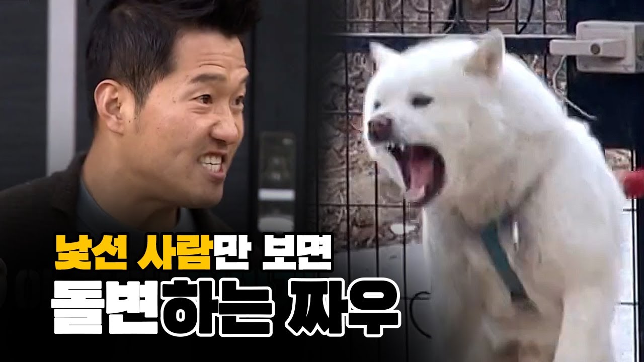 이경규도 물리고 강형욱까지 물었다?! 외부인에게 무섭게 돌변하는 두얼굴의 난폭견 짜우 | KBS 개는훌륭하다 200304 방송