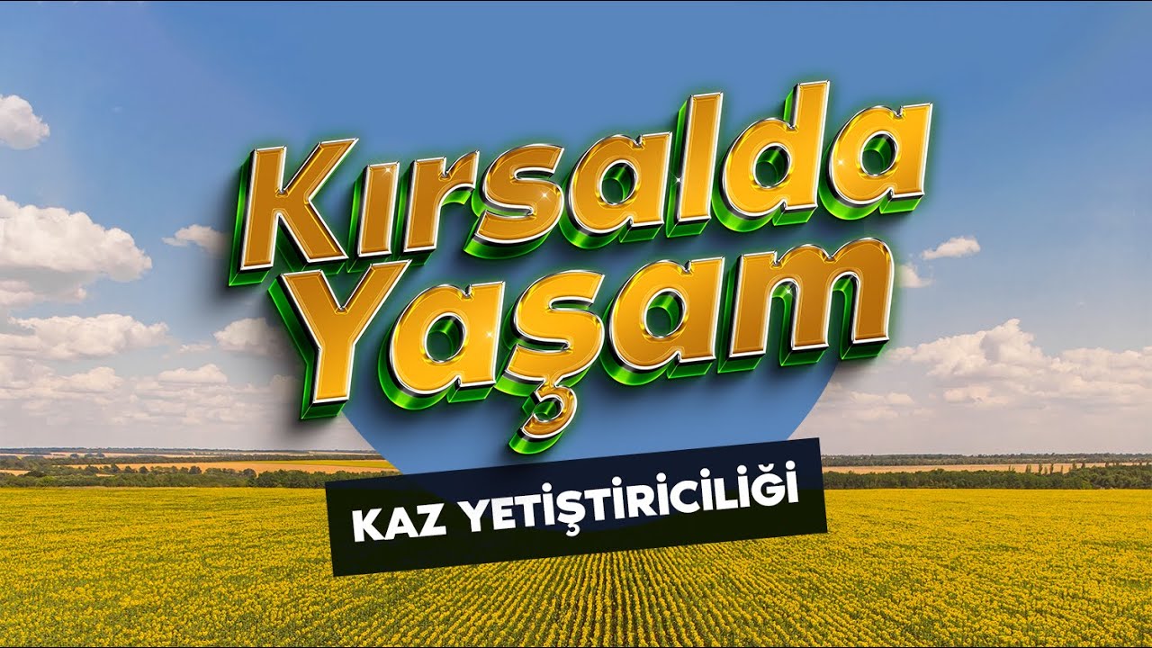 KIRSALDA YAŞAM | Kaz Yetiştiriciliği