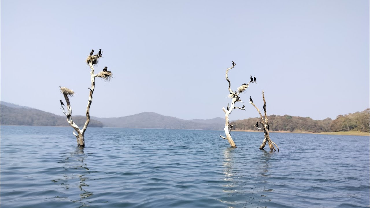 The River tern. Bhadra dam river view .lakkavalli 