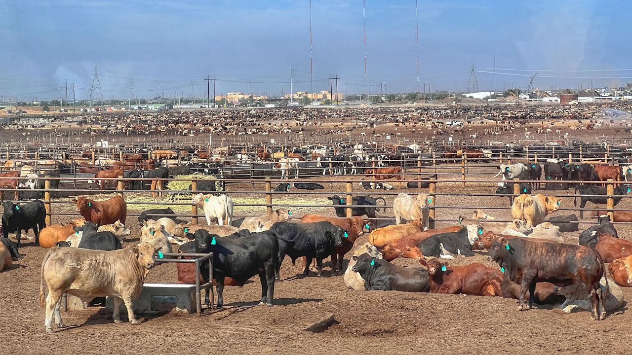 50 mil TOROS engordados al mismo TIEMPO en TEXAS 😨