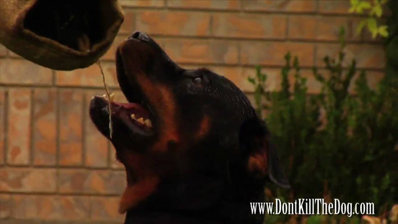 Dog Behavior Training Program
