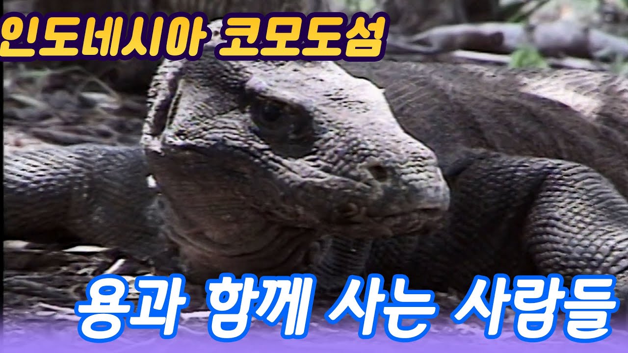 용龍과 함께사는사람들 / 인도네시아 코모도섬 사람들  [세상실험] KBS 1998.06.27 방송