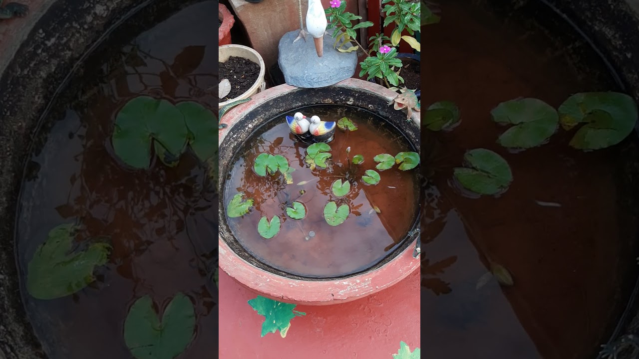 New year set up...My bliss garden...2021