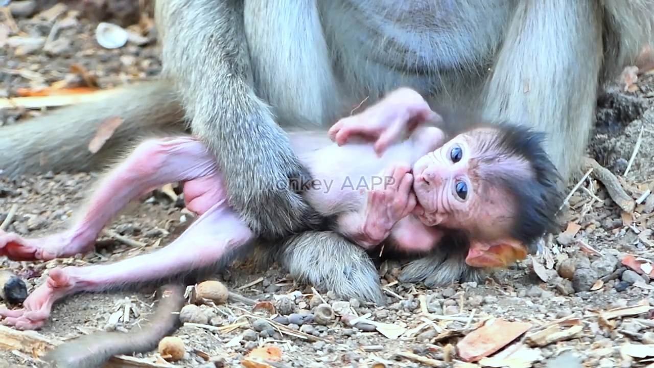 Copy of Live: Tiny Newborn CHARA Takes Shaky First Steps While Mama Stays Nearby 💛🐒