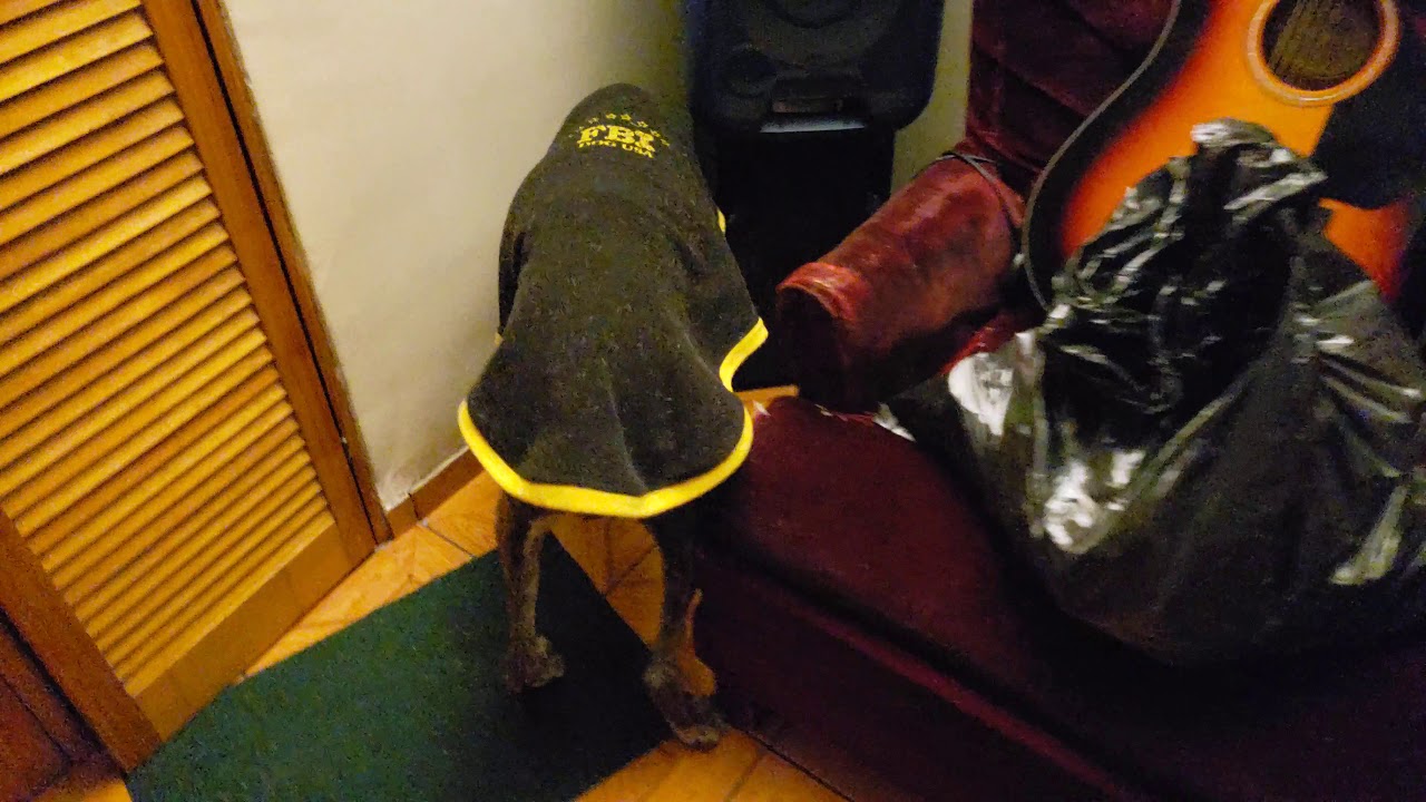 Demencia senil en un perro