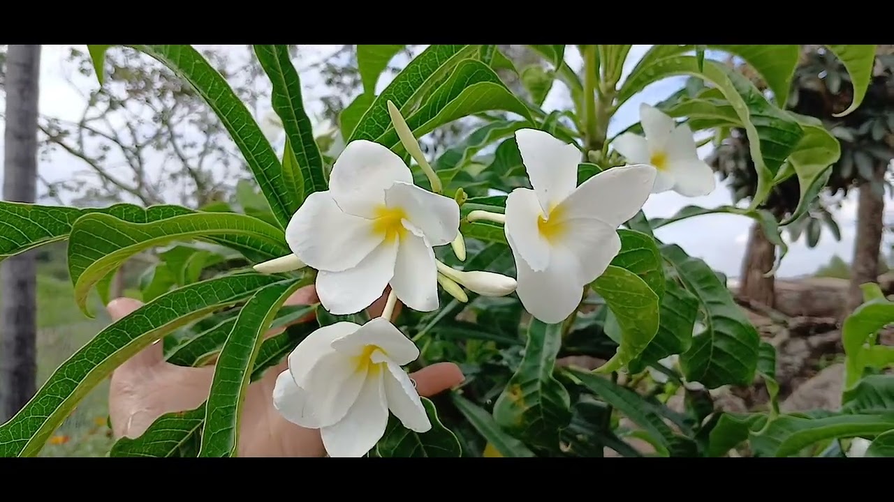 Simplicidade da roça vida no campo🌱