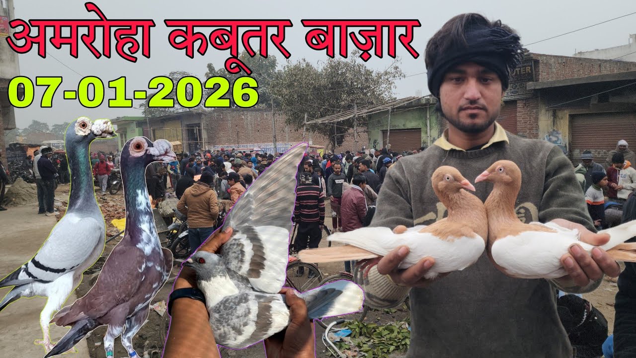 Amroha kabootar market 🕊️ 07-01-2026. अमरोहा कबूतर बाज़ार। Gola kabootar market.