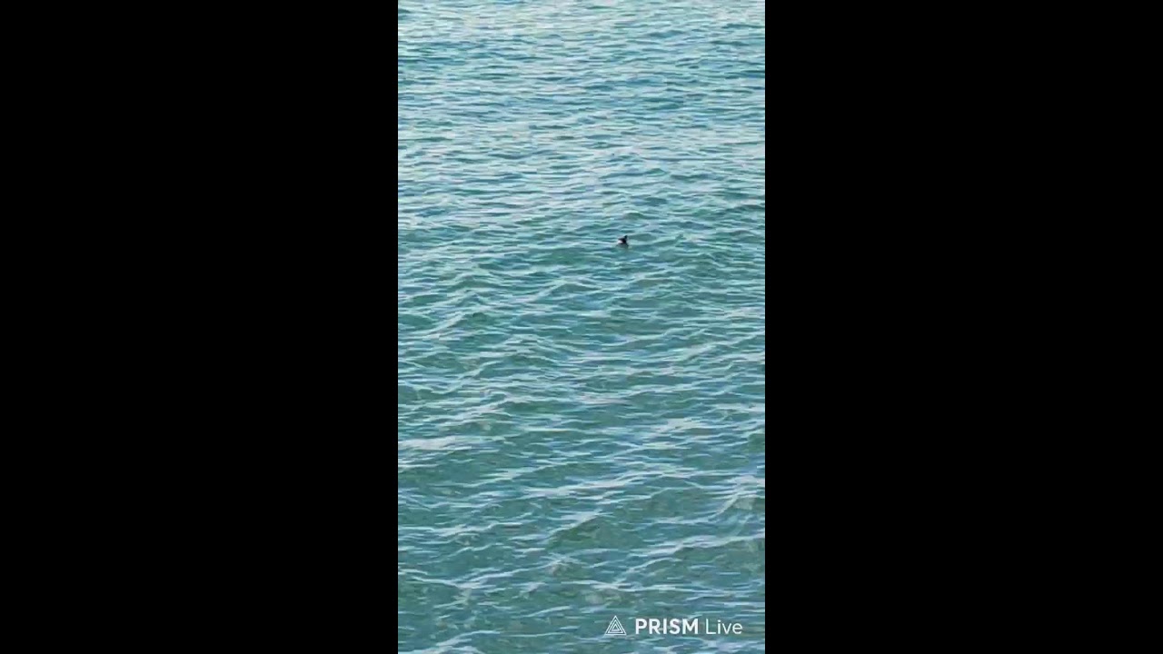 Прямая трансляция Lazarevskoe_paradise. 2 марта