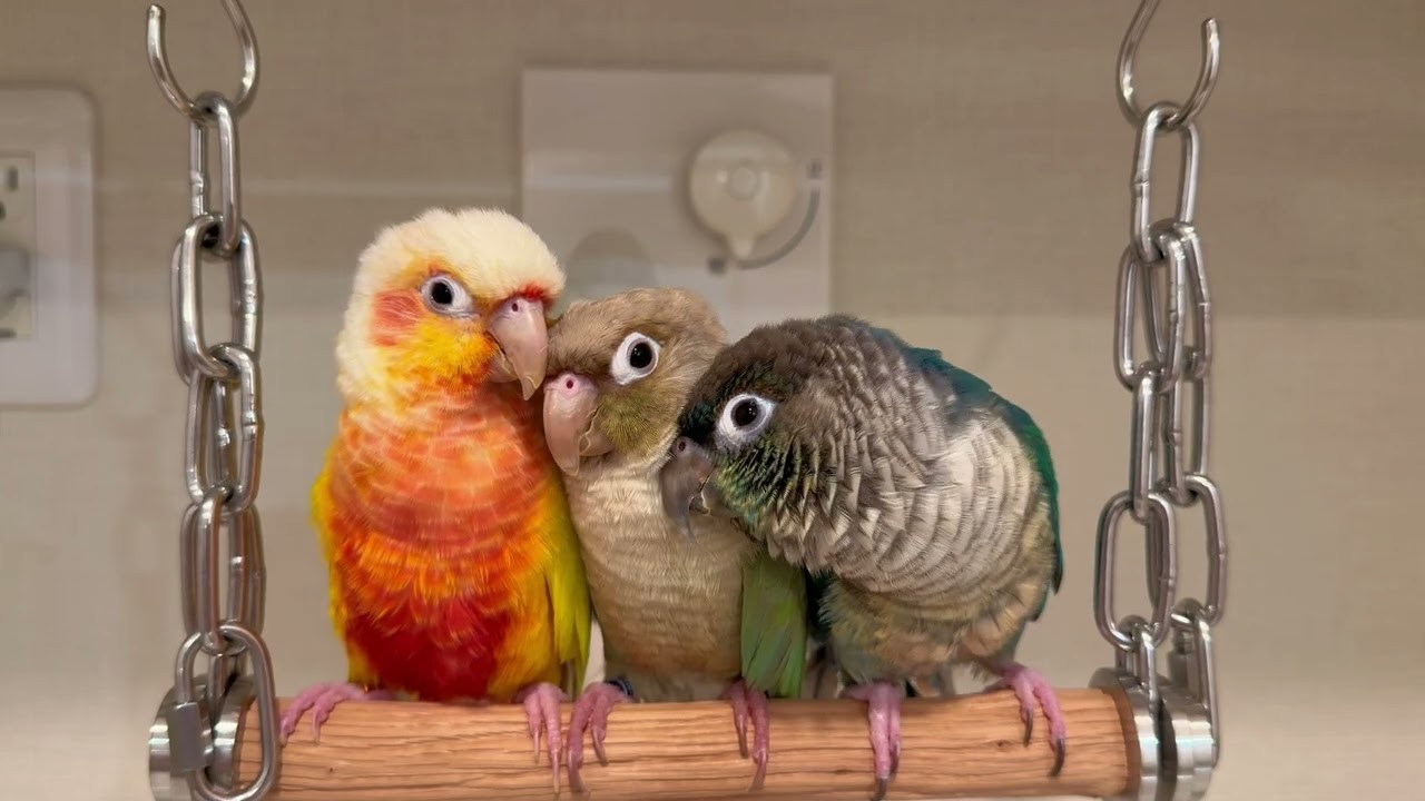 久しぶりに会うインコたち🦜🦜🦜🦜