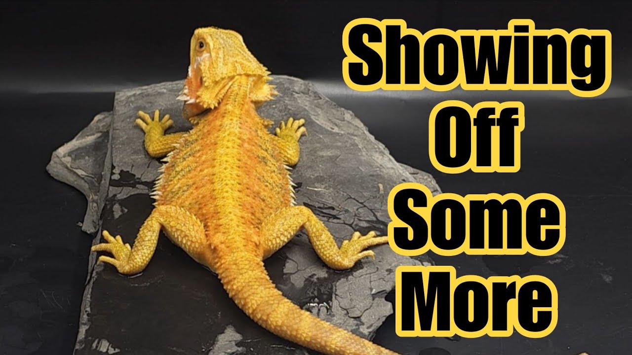 Beardie's Color Will Surprise You!