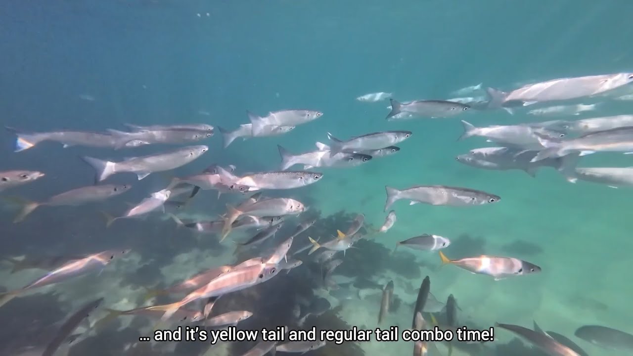 Snorkelling at Cabbage Tree Bay, Sydney [Fun highlights]