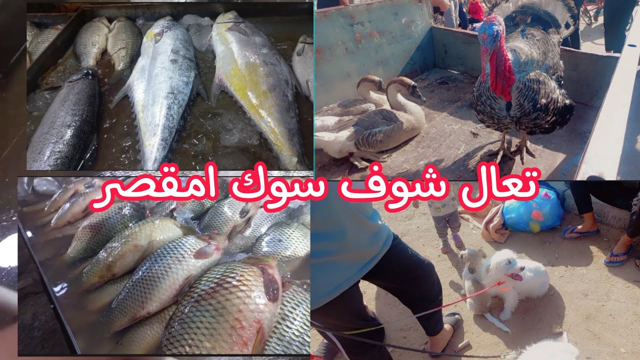 سوك جمعه ام قصر الجواء جننن تعال شاهد 🔥😨