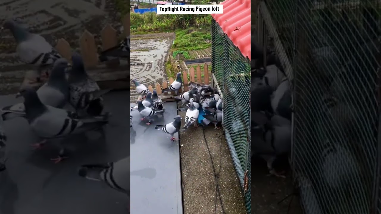 #pigeon #racingpigeons #pigeonracing #racer #racerkabootar #homer #homerpigeon #homerkabootar