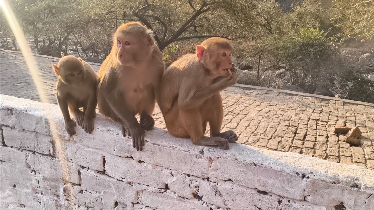 शहर की छत पर बंदरों को खिलाया ढेर सारा खाना | मजेदार और प्यारी हरकतें #cute #monkey 