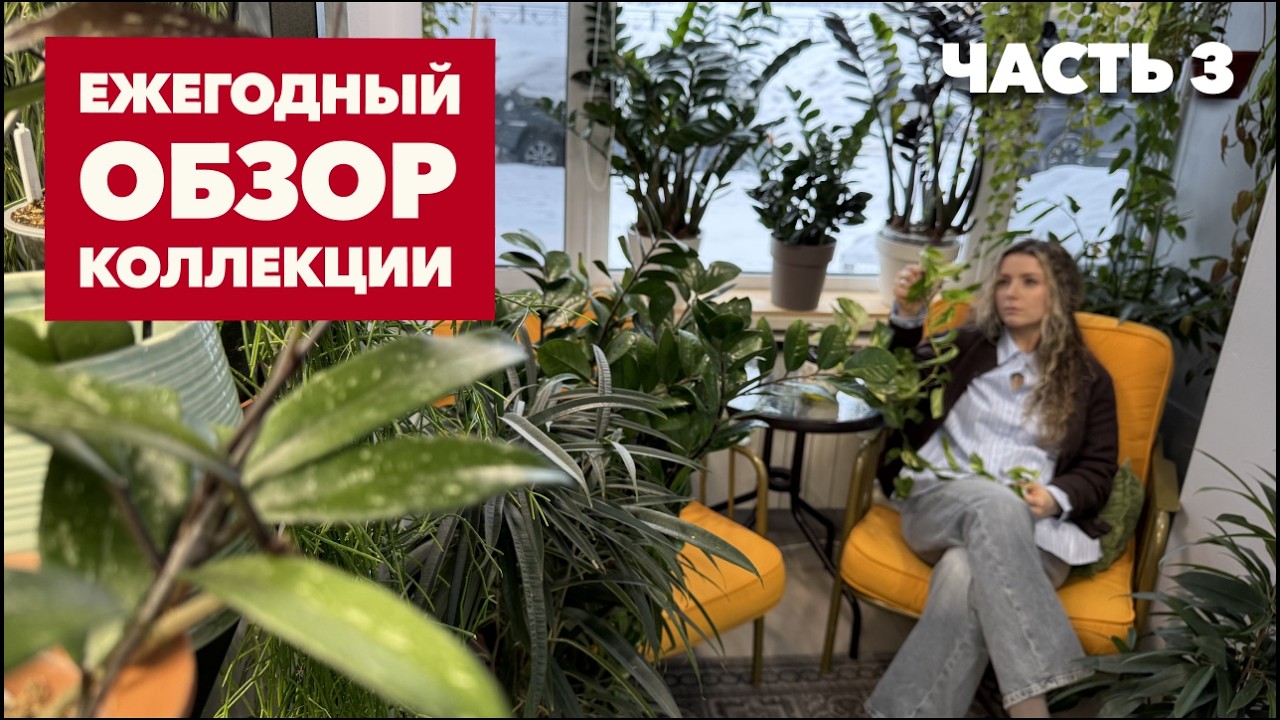 Обзор коллекции комнатных растений (финал) &raquo; Февраль 2026