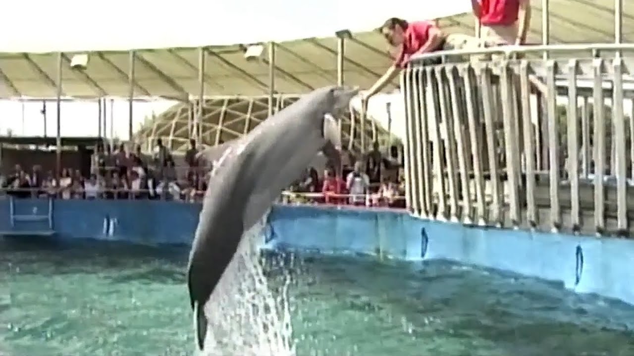 Top Deck Dolphin Show at Miami Seaquarium-October 16th 1998-Key Biscayne, Florida