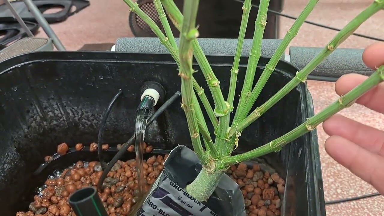 RDWC COPYCAT GENETICS RIGHT BEFORE FLipPer Too FLowEr