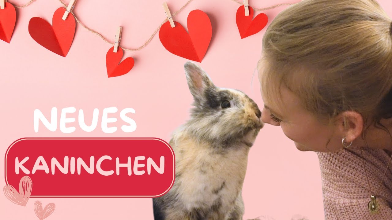 Familienzuwachs ...Endlich eine neue Frau für Kaninchen Erik gefunden! VLOG