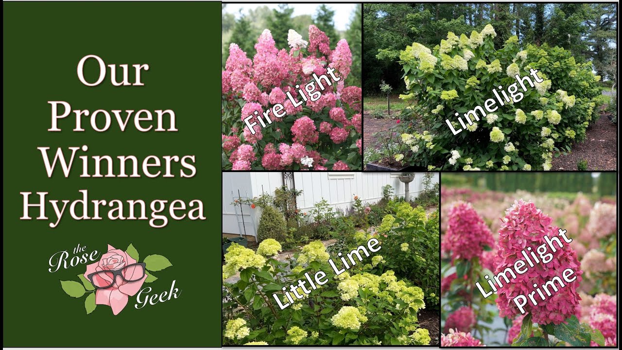 🌹 5 Hydrangea Varieties & Obelisk Supports // Limelight, Fire Light, Wee White & Little Lime