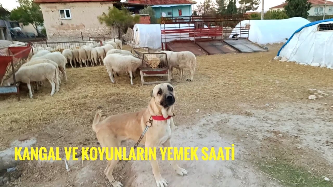 KANGAL VE KOYUNLARIN YEMEK SAATİ PART 1 