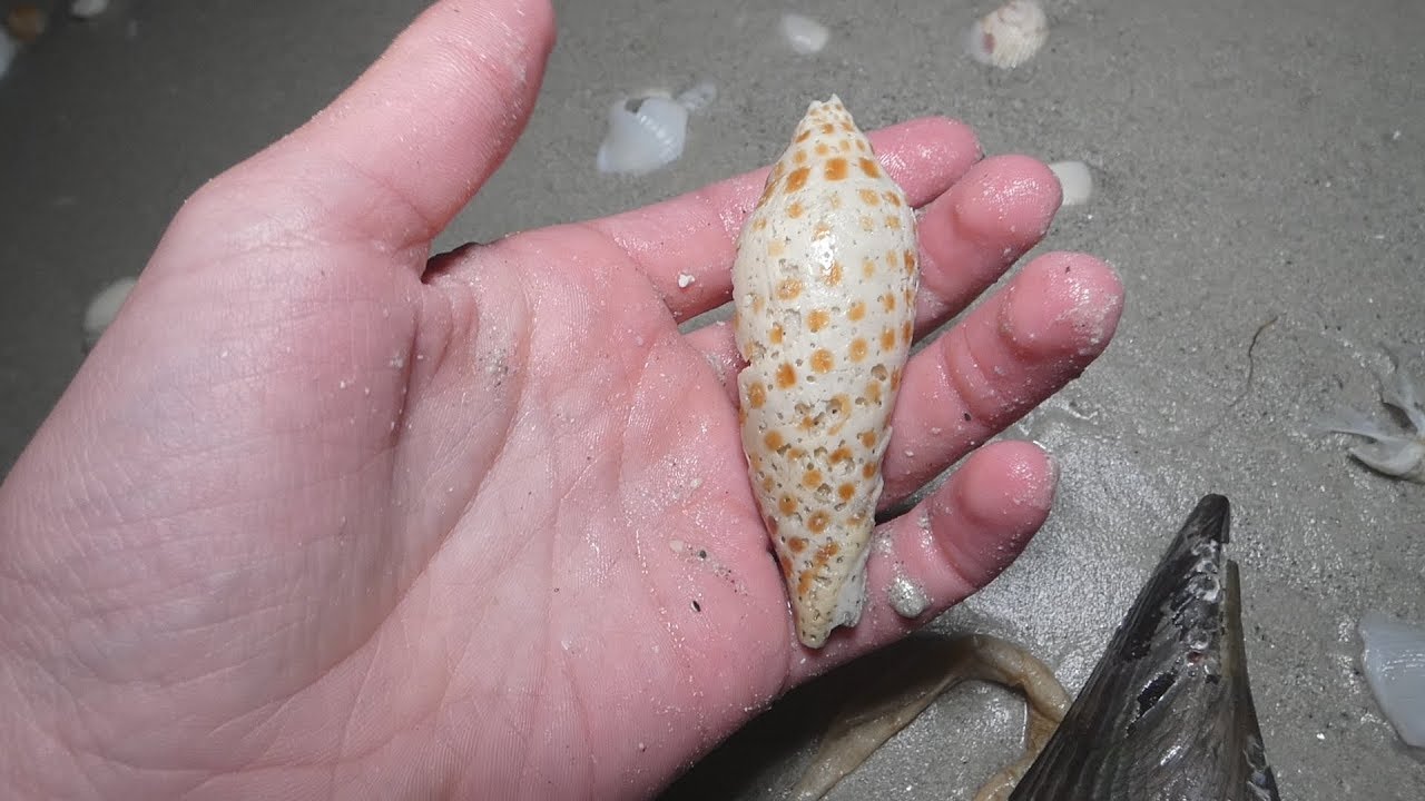 INCREDIBLE low tide shelling on Sanibel after a storm!