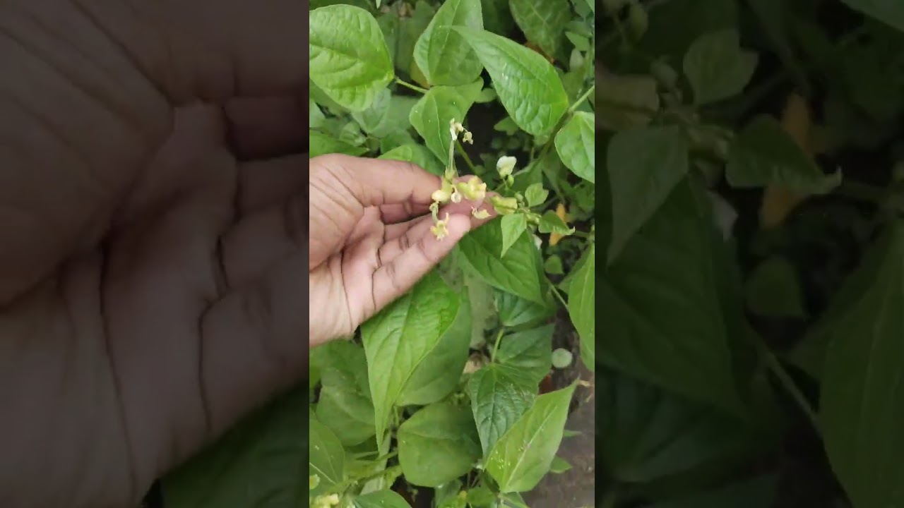 Organic vegitable garden 