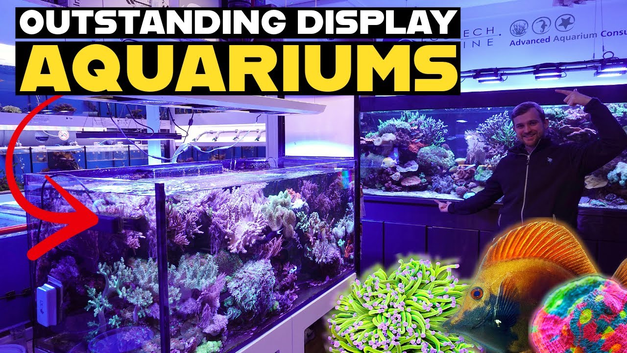 ADVANCED AQUARIUM CONSULTANCY | THE UK'S MOST FAMOUS REEF STORE
