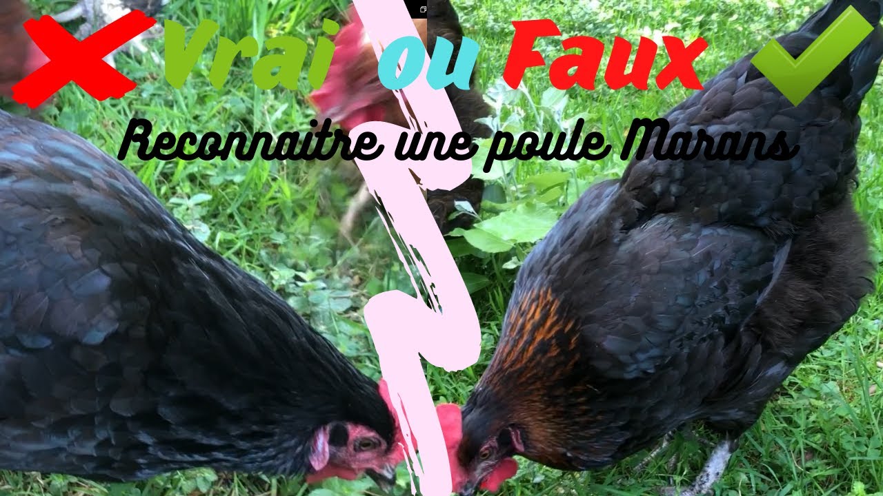 Comment reconna&icirc;tre une poule Marans . ( Conseils et Astuces )