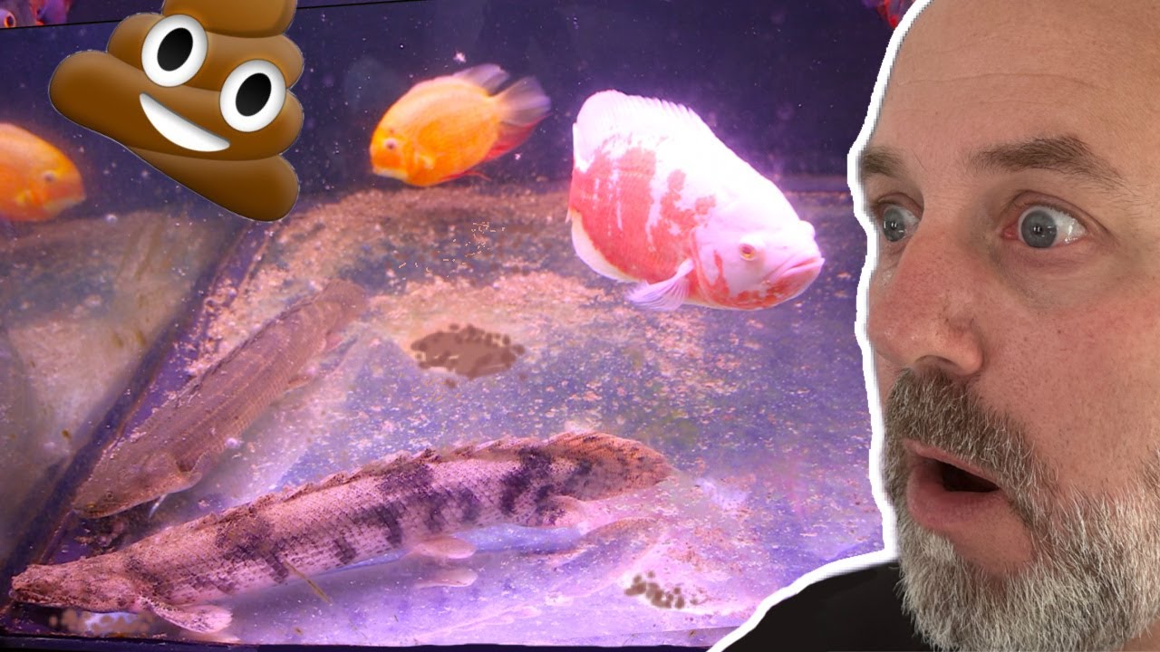 I can't take it anymore, this has to change! New Caribsea substrate for the Monster Aquarium